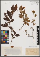 Foto von Salix silesiaca Willd.